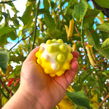 Pop It Fidget Ball - 3D